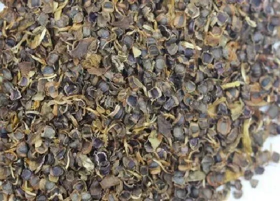 开花时间|金鸡菊播种后多久开花 春秋季播种什么时候开花