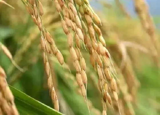 种植管理|苏北水稻什么时候收割