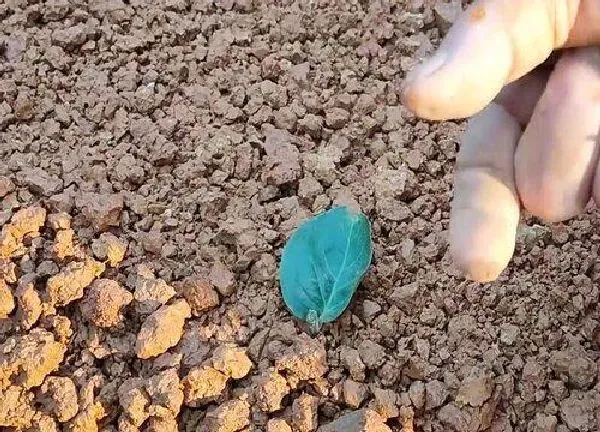 植物扦插|紫薇树几月份扦插最好