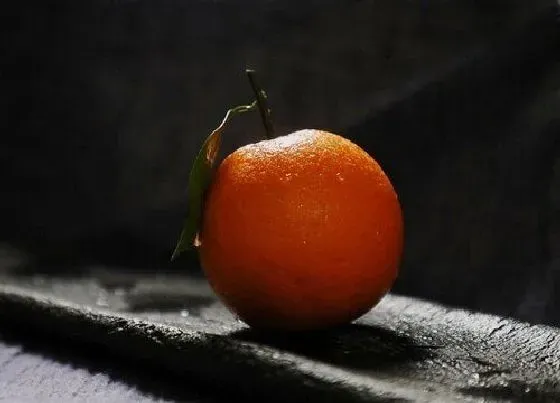 果实成熟|血橙几月份成熟上市