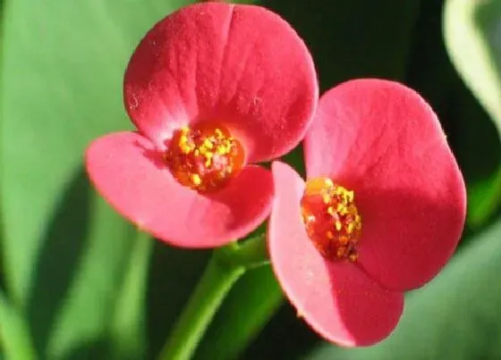 开花时间|铁海棠什么时候开花 花期是几月到几月