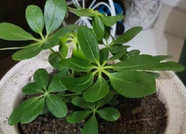 植物浇水|鸭脚木多久浇一次水