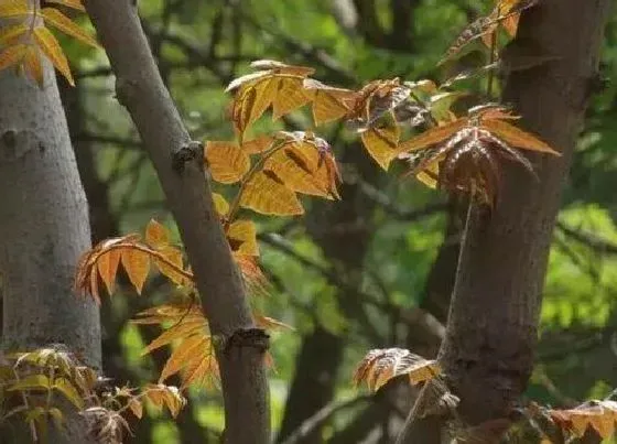 种植位置|香椿树可以种在家门口吗