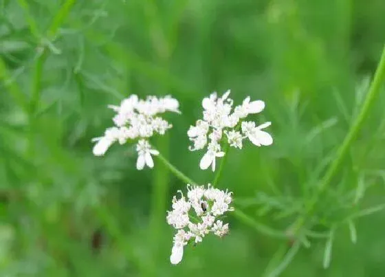 植物百科|香菜会开花吗 开花是什么意思