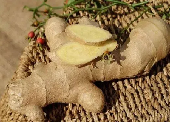 食用技巧|姜怎么挑选好吃的