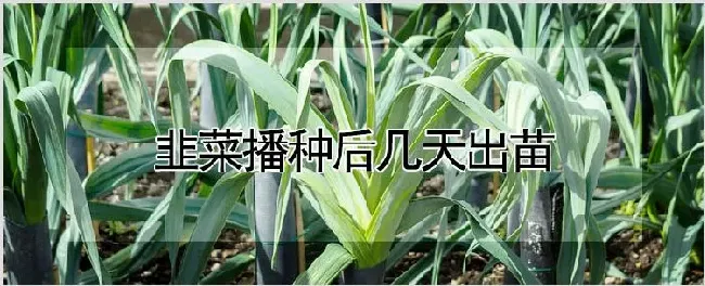 韭菜播种后几天出苗 | 种植资料