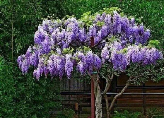 开花时间|多花紫藤一年开几次花