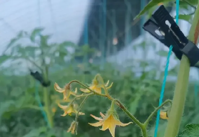 植物施肥|番茄平衡肥什么时候用，番茄平衡肥与高钾肥的使用）