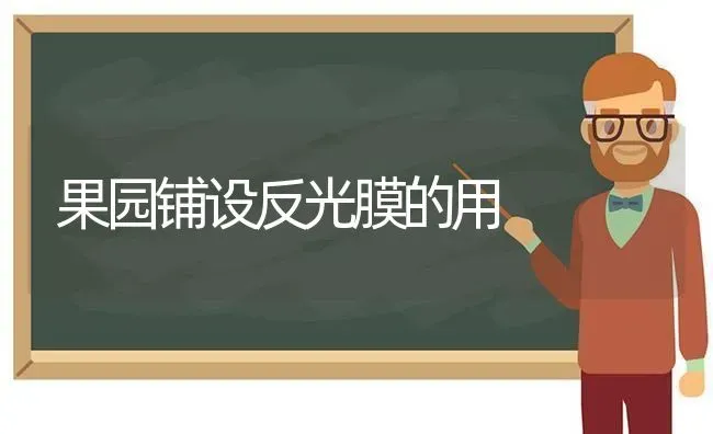 果园铺设反光膜的用 | 瓜果种植