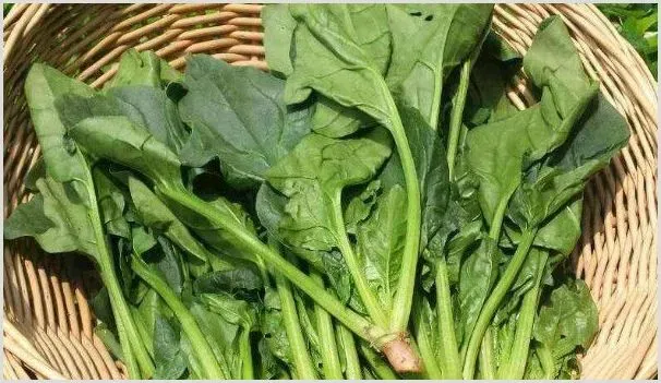 菠菜的种植时间和温度是多少 | 农业技术