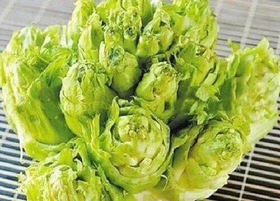 生长环境|蔬菜生长在哪里