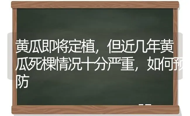 黄瓜即将定植，但近几年黄瓜死棵情况十分严重，如何预防 | 蔬菜种植