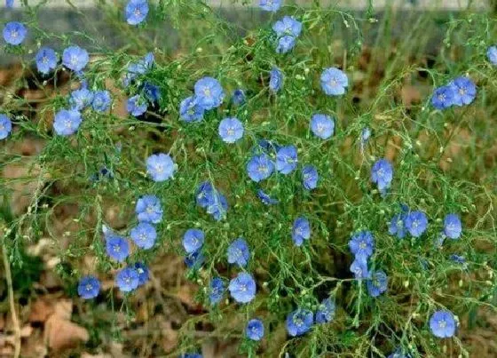 植物百科|蓝花亚麻是多年生吗