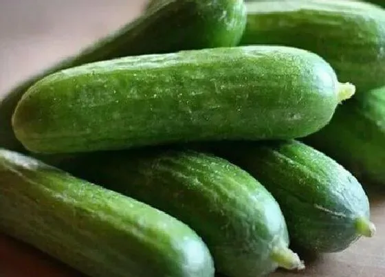 食用技巧|青瓜怎么挑选好吃的