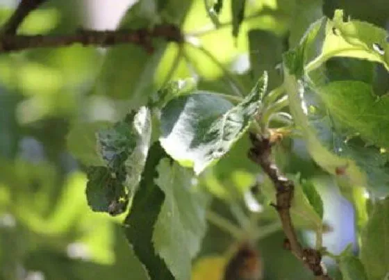 不开花|苹果树为什么不开花