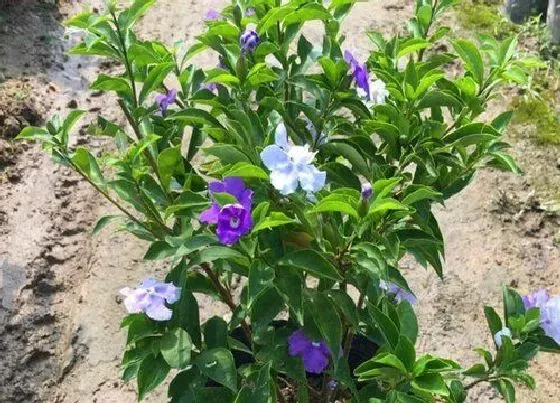 植物繁殖|双色茉莉怎么繁殖方法和注意事项