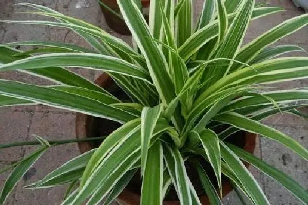 植物浇水|金边吊兰浇水时间、方法和注意事项