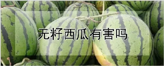 无籽西瓜有害吗 | 种植技术