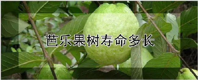 芭乐果树寿命多长 | 农业技术