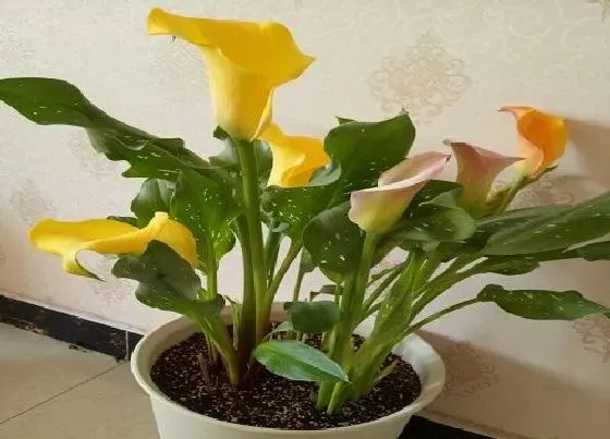 种植管理|马蹄莲什么季节种植好