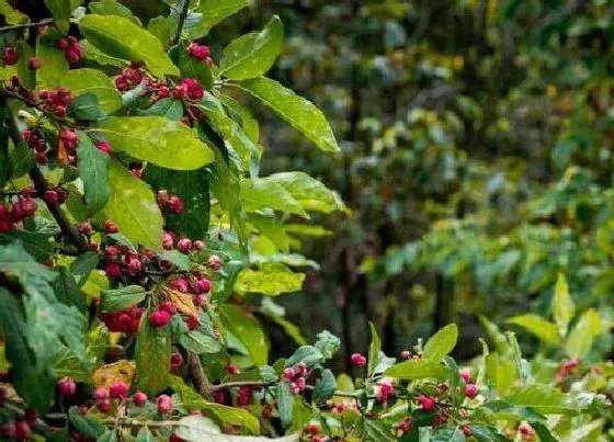 植物排行|红豆杉科植物有哪些