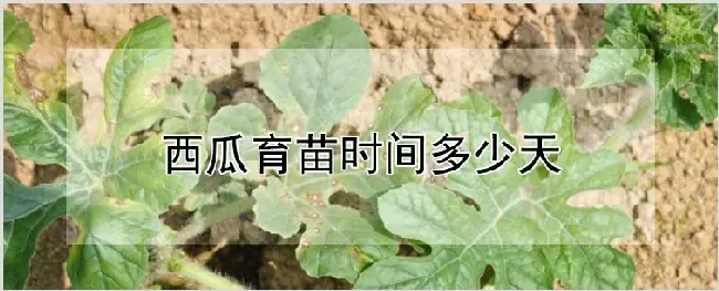 西瓜育苗时间多少天 | 自然知识