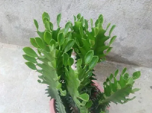 植物浇水|龙骨浇水时间和正确方法