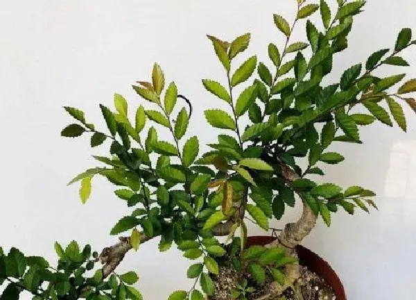 盆景|榆树幼苗如何制作家庭盆景（小榆树苗怎样养成盆景）
