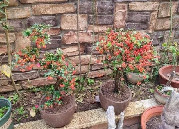 植物移栽|火棘什么时候移栽最好
