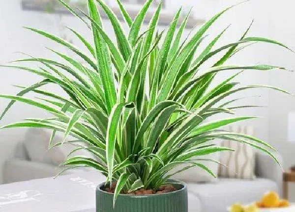 植物浇水|金边吊兰多久浇一次水