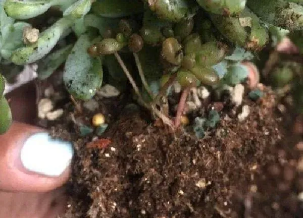 植物生根|劳尔怎么修根