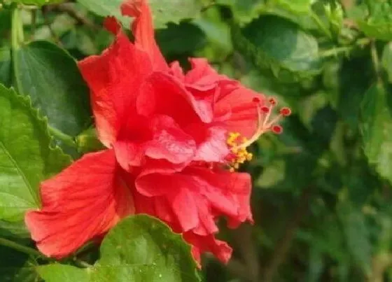 植物种类|扶桑树是什么树 又叫什么树
