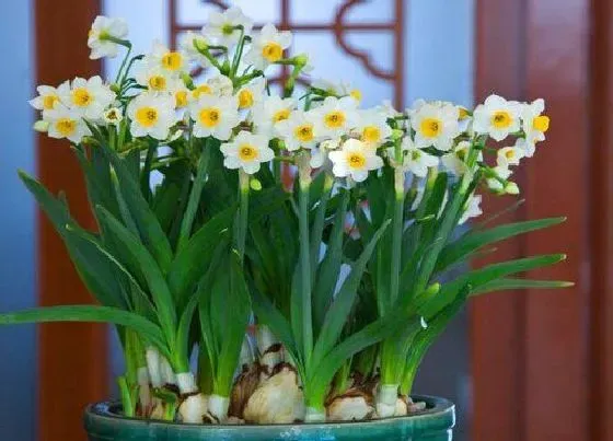 植物种类|水仙是草本植物吗