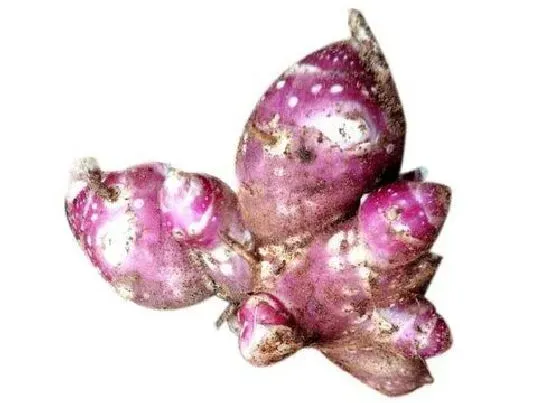 植物播种|雪莲种子播种方法