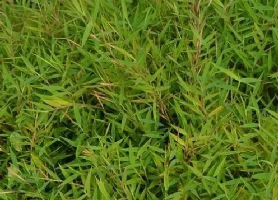 功效常识|金丝草的功效与作用