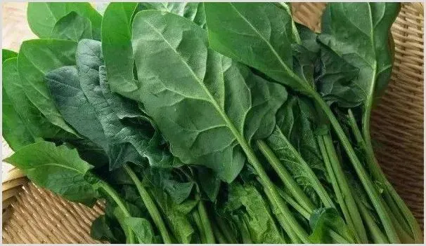 菠菜的种植时间和温度是多少 | 农业技术