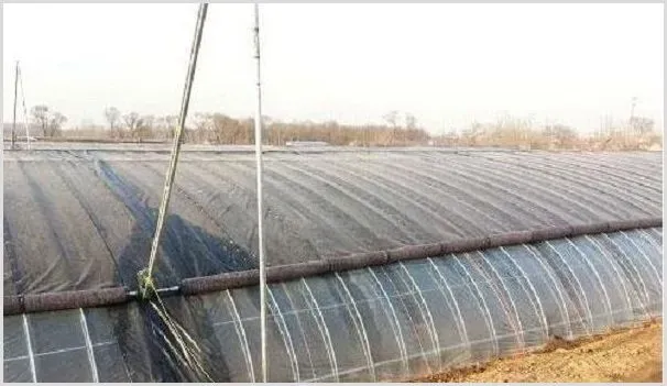 冬季温室大棚的防风加固措施 | 种植技术