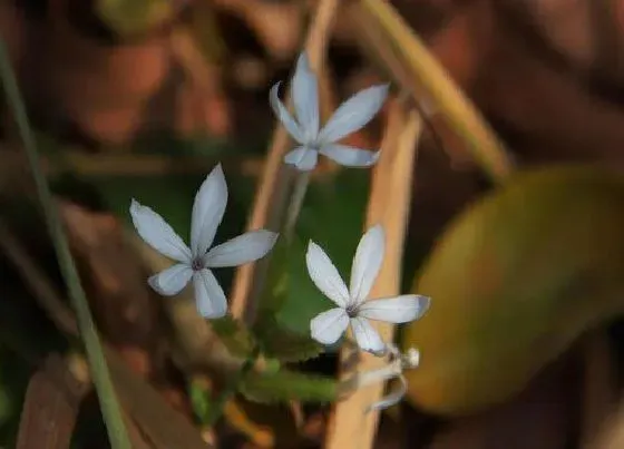 植物播种|白雪花什么时候播种 播种时间与养殖要点