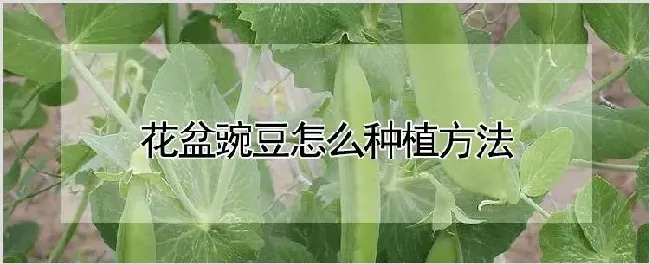 花盆豌豆怎么种植方法 | 耕种资料