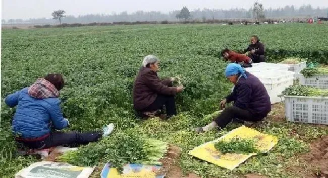 种植管理|香菜什么时间种植合适效益好，香菜的栽培方法和时间）