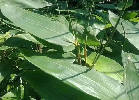 植物百科|粽子叶是什么植物的叶子 包粽子的叶子有哪几种图片