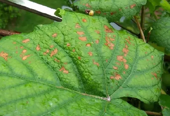 植物病害|葡萄叶子褐色斑是什么病（葡萄褐斑病主要危害症状及防治）