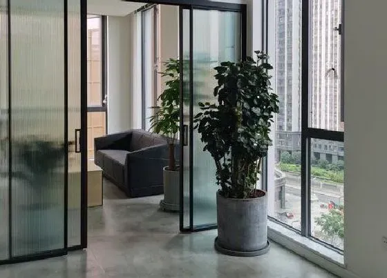 植物寓意|发财树的寓意和象征风水