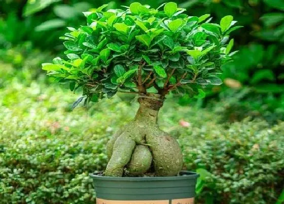 掉叶子|榕树掉叶子怎样补救 榕树盆景掉叶的原因及解决办法