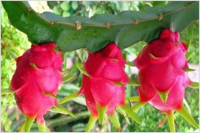 火龙果病虫害症状及治疗方法 | 种植病虫害