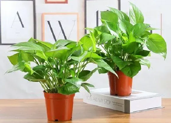 植物排行|养在水里的植物有哪些