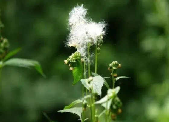 植物百科|和婆婆丁很像的草