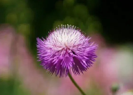 植物播种|矢车菊种子怎么种植