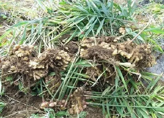 种植方法|南方生姜种植时间和方法