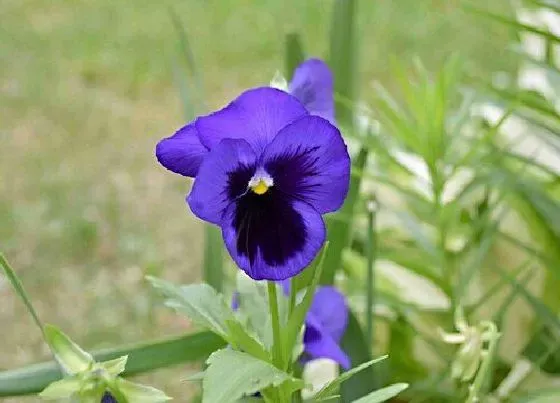 花期|非洲紫罗兰花期是什么时候